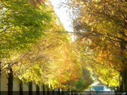 大溪落羽松大道~唯美浪漫如詩如畫的落羽松大道,讓人有種彷彿置身在國外的錯覺唷