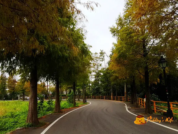 【桃園旅遊】大溪-S型浪漫賞松彎道《石園路落羽松大道》~冬季必訪景點