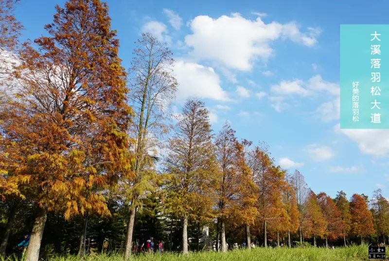 【桃園大溪景點】2019落羽松大道‧整排林蔭落羽松也太美‧不用出國就可看到的景色‧季節限定景點！