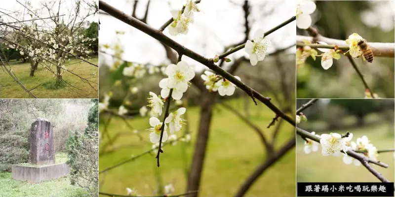 新竹景點推薦|清華大學梅園|梅花初開~下週天氣好就可以來去看梅花滿天下秘境報報-美食旅遊--踢小米遊樂