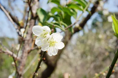 【新竹】清華大學梅園-梅花季節來了囉~--踢小米遊記