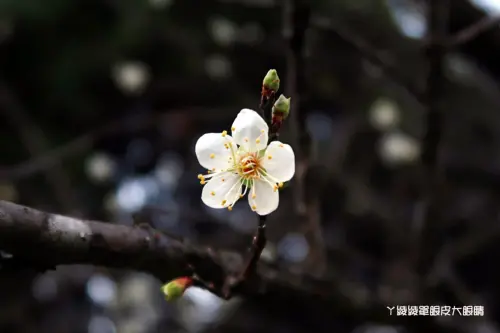 新竹也有賞梅秘境！清大梅園看梅花（持續更新花況） - ㄚ綾綾單眼皮大眼睛