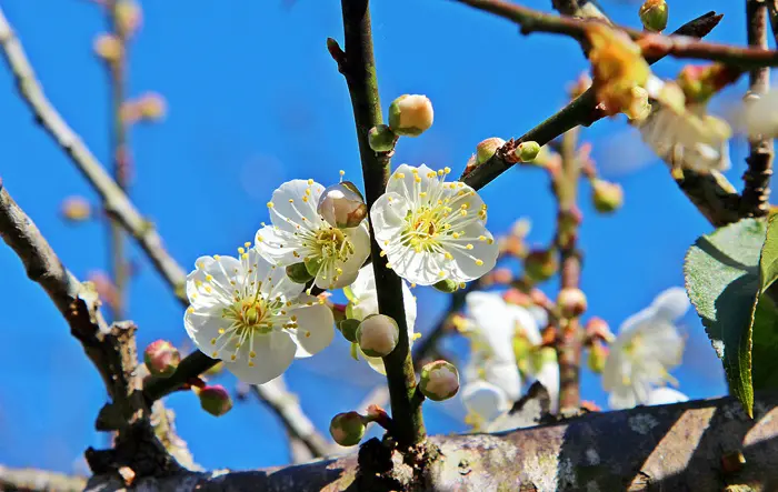 ▌遊記▌南投下雪了！北國情調拍到手軟～梅花盛開如降雪，讓人好