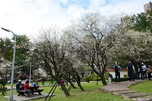 志成梅香~滿開的花兒讓公園充滿淡雅香氣