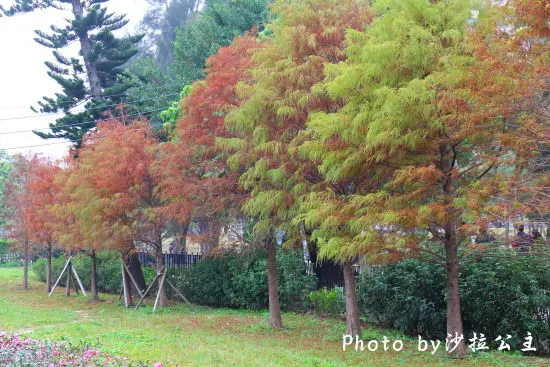 大馬路旁就能賞美景【志成公園】
