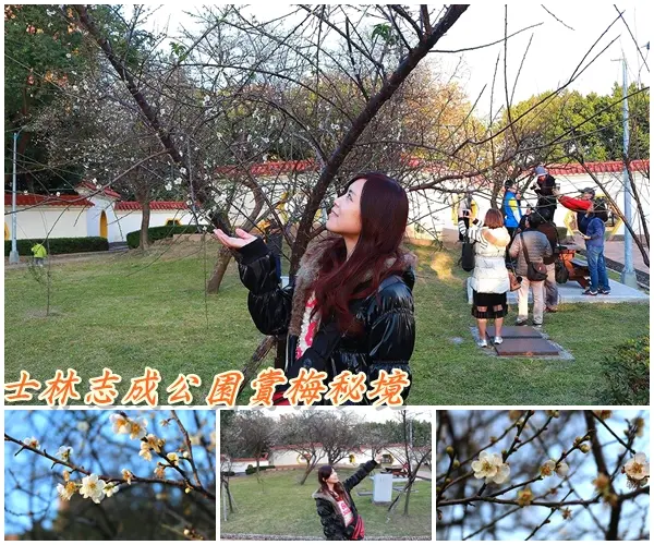 【台北景點】台北賞梅好去處~士林志成公園賞梅秘境        
      