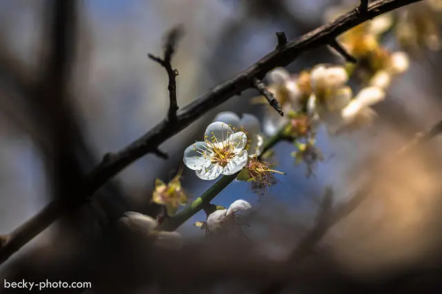【台北】。搭乘台北淡水捷運也可以賞梅花．市區中的小確幸│士林志成公園．士林官邸