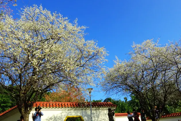 台北賞梅 ∥ 臺北市最美的梅花祕境：志成公園