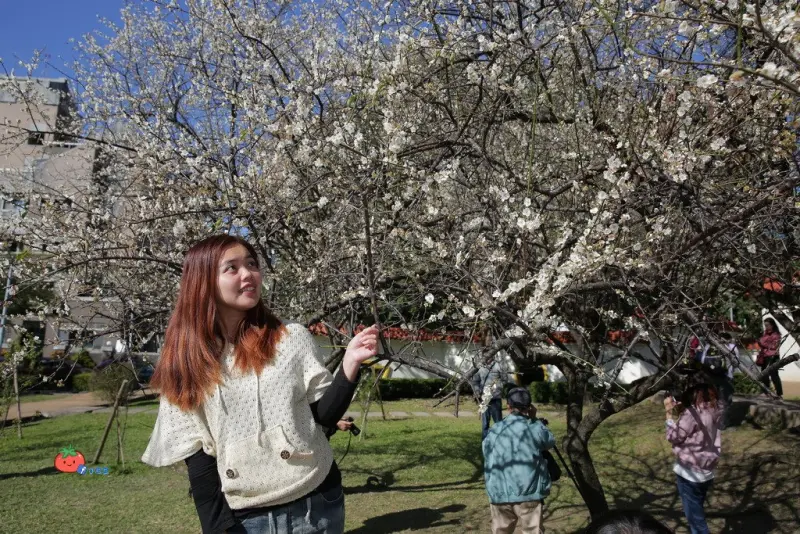 【士林賞梅】志成公園梅花齊放 浪漫美景美不盛收!