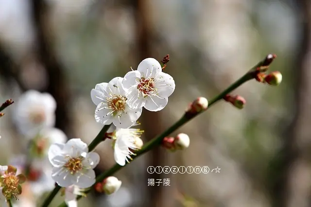 哪來梅花撲鼻香，志成公園梅花開&士林官邸梅花開&原住民文化主題公園落羽松末班車～