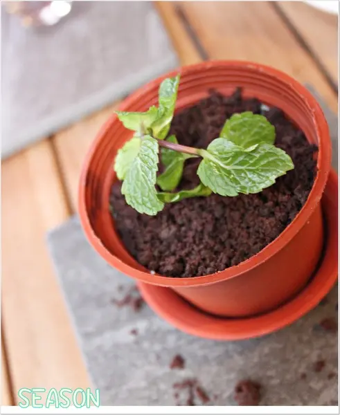 ＊搶眼盆栽冰淇淋－SEASON Cuisine Pâtissiartism