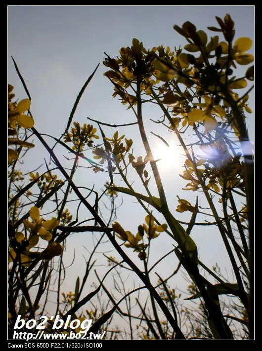 
嘉義.太保-鄰近高鐵站之色彩繽紛油菜花田(20140112花況)(圖多)
