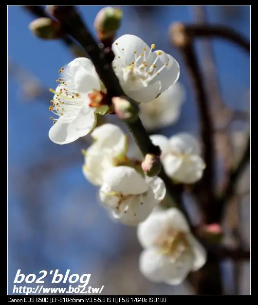 
南投.仁愛-清流部落賞梅秘境(20130112花況)
