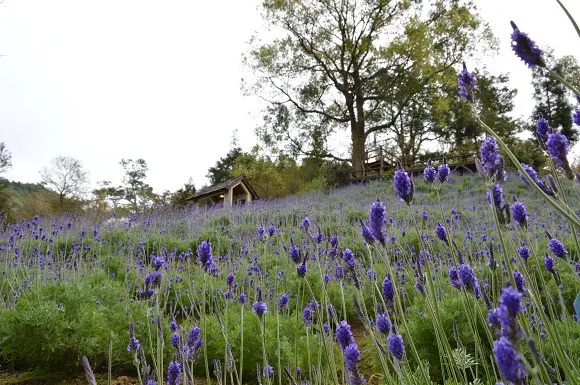 免出國也能徜徉紫色幸福花海~~新社．薰衣草森林