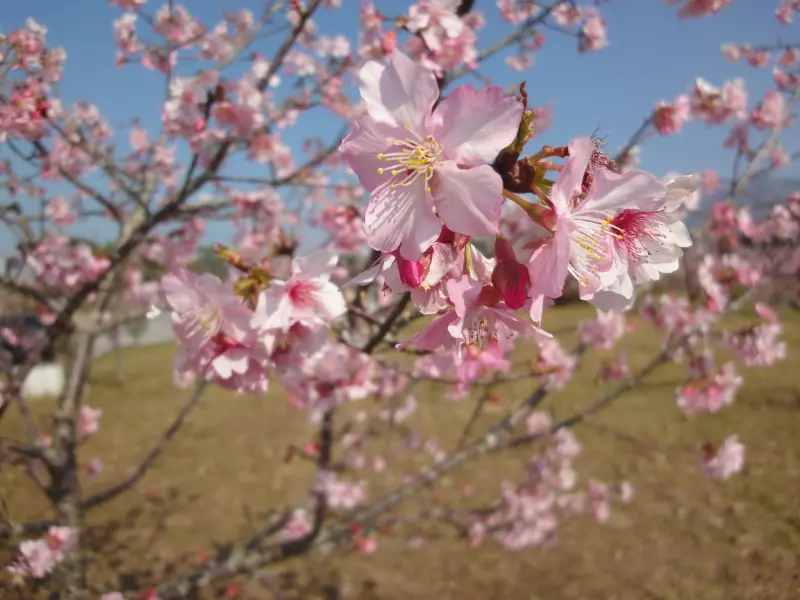 【鹿谷~櫻花】最新!!賞櫻不必人擠人!! 跟著時尚小鵝優雅賞櫻趣~沉浸在夢幻粉紅櫻木花道/2014春節/農曆過年 高速公路高承載管制時間，用心製作，請先按讚!!
