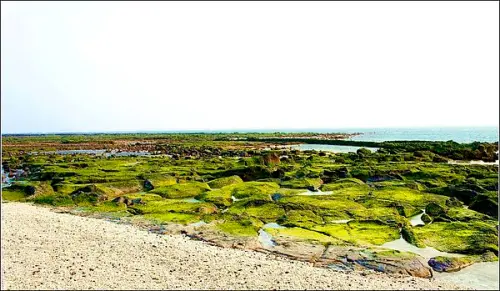 [澎湖] 湖西鄉菓葉村慢遊之 @冬季限定菓葉綠石槽  