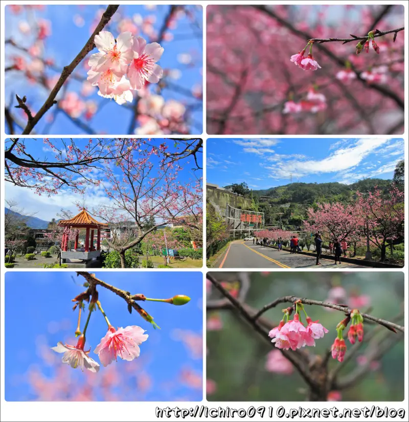 [賞花]【新店線新店站】新店花園新城。賞夜櫻│烏來屈尺公園。寒櫻綻放│安坑陽光運動公園。河津櫻粉嫩綻放