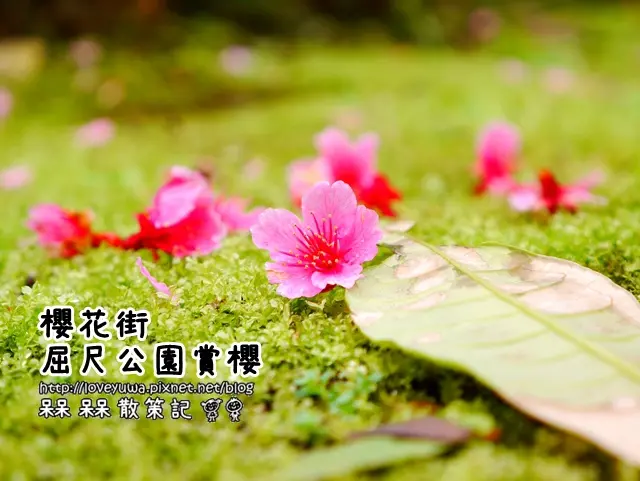 【新北◍•ᴗ•◍新店】景點・新店櫻花街區尺公園賞櫻｜櫻花公園寒櫻初開!!(2/3花況)｜2016台灣賞櫻｜台北賞櫻景點｜2016烏來櫻花季順遊景點行程