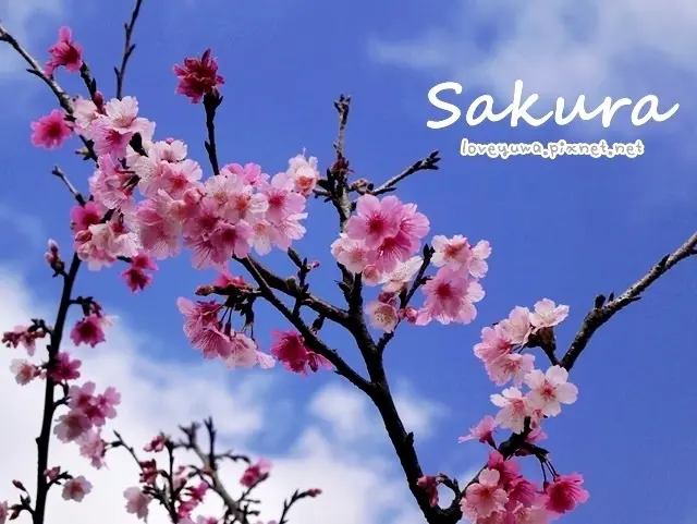 【新北◍•ᴗ•◍新店】景點・新店櫻花街屈尺公園賞櫻｜櫻花公園寒櫻開花(追加2/15花況)｜2017年烏來櫻花季順遊景點｜新店花園新城櫻花公園屈尺公園仁愛亭櫻花花況｜2017新北市櫻花季