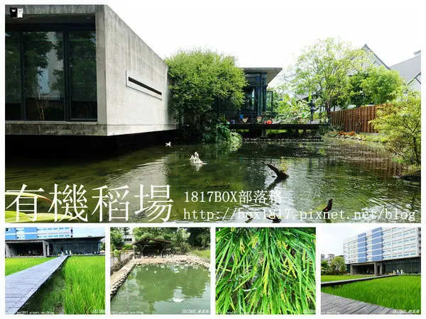 【苗栗。苑裡】漂浮在稻浪上的教室。山水米有機稻場