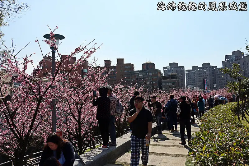 台北最方便賞櫻景點就在內湖內溝溪樂活公園