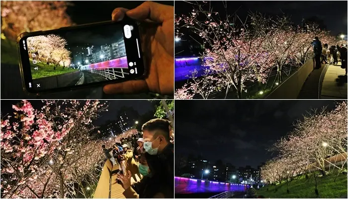 【2020內湖樂活公園櫻花】台北賞櫻推薦，河畔浪漫櫻花林，繽紛夜櫻盛開中，交通資訊，停車場(捷運東湖站)(更新2020/02/01花況)