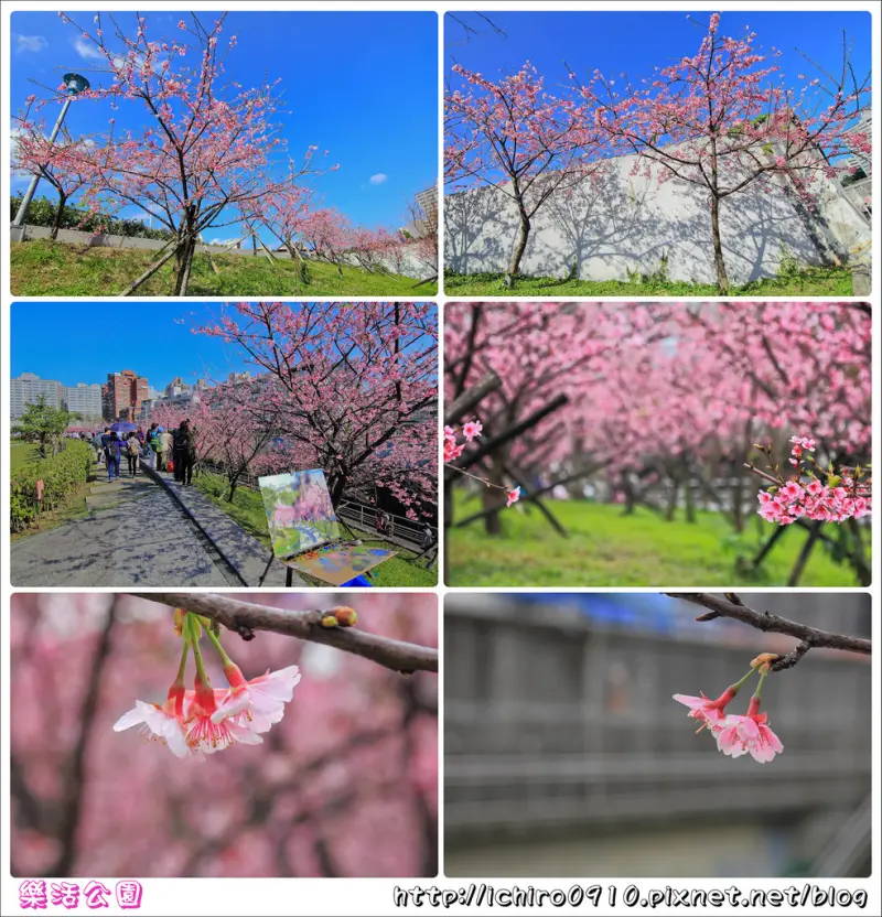 [賞花]【文湖線東湖站】東湖內溝溪樂活公園。寒櫻綻放~都市裡櫻花林賞櫻