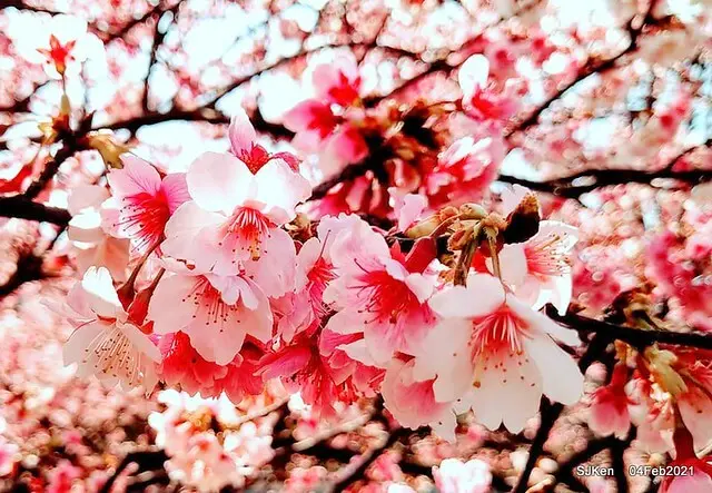 (2021/2/4造訪)「台北東湖樂活公園與內溝溪樂康步道賞櫻」 --- 寒櫻滿開繁花似錦，八重櫻五成開迎新春!