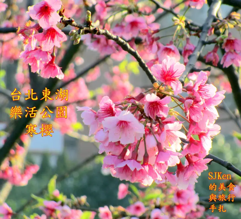 2018 賞櫻系列(二)台北東湖樂活公園 ---寒櫻與八重櫻盛放爭豔，遊客如織賀年迎春!