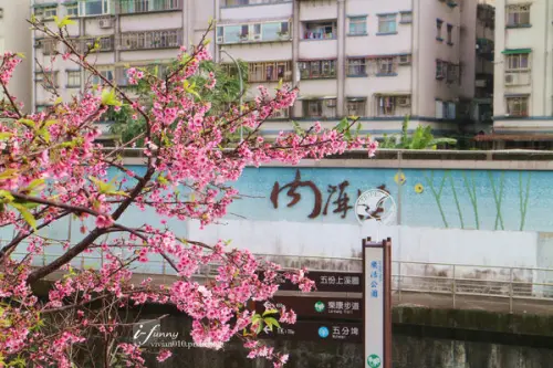 【東湖站】最容易到達的賞花景點 樂活公園寒櫻炸開還能賞夜櫻~週邊美食推(2/17)