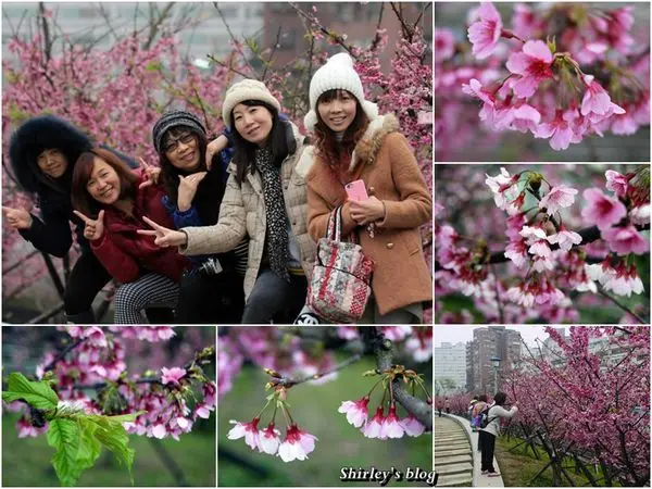 東湖‧樂活公園賞寒櫻