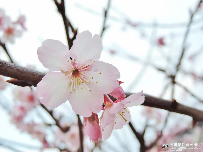 旅遊。台北★東湖站樂活公園賞櫻花 台北市區賞櫻好去處(2/11花況)