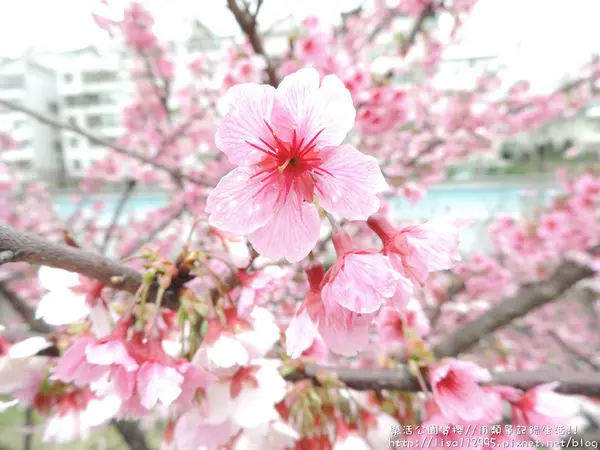 旅遊。台北★樂活公園賞櫻