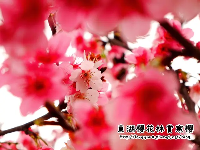 【台北◍•ᴗ•◍內湖】景點・內湖內溝溪樂活公園-東湖櫻花林賞櫻｜寒櫻滿開!把握最後寒櫻時機!(2/19花況)｜搭捷運也能抵達櫻雨紛飛的賞櫻公園-捷運東湖站｜2016台灣賞櫻｜八重櫻｜霧社櫻｜內湖區賞櫻