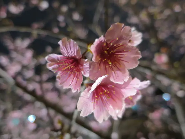 [臺北]內湖區~樂活公園~市區賞夜櫻(2017/02/18花況)(CANON 120版)