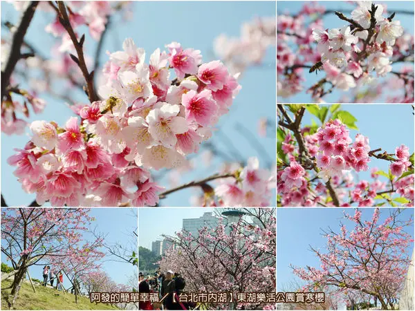 ﹝台北市內湖遊記﹞東湖樂活公園　捷運可到，北部三大觀賞開花量驚人的寒櫻名所之一，盛開中～（2017/02/17花況）　／台北賞櫻／台北櫻花林／東湖櫻花林