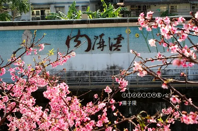 初訪內湖。樂活公園。東湖櫻花林。花況爆滿盛開中～