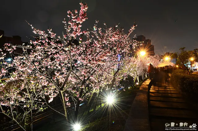 【台北。遊記】初春賞夜櫻。內溝溪寒櫻綻放 ─ 東湖樂活公園櫻花道