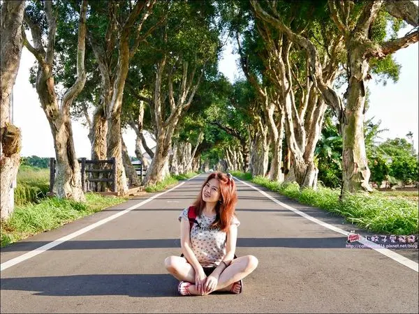 桃園大溪觀音景點一日遊～客味樓美食、大溪老茶廠、阿姆坪、舊百吉隧道、白千層綠色隧道、觀新藻礁