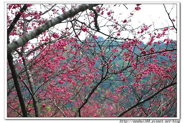 ☆宜蘭☆台七線賞櫻秘境