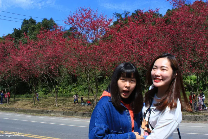 宜蘭三星賞櫻▌「台七丙線櫻花」：爆炸的粉紅櫻花公路，二三月全台灣最美麗的一條公路(2015/02/15花況)