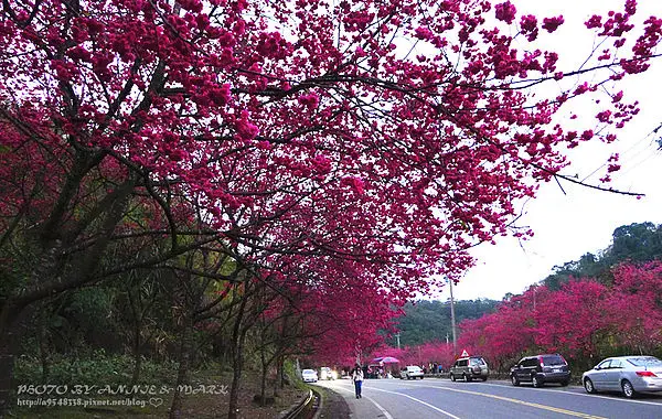 ◎【2014 宜蘭三星櫻花祭】桃色風波現正來襲中～我被櫻花林包圍啦！2/6花況