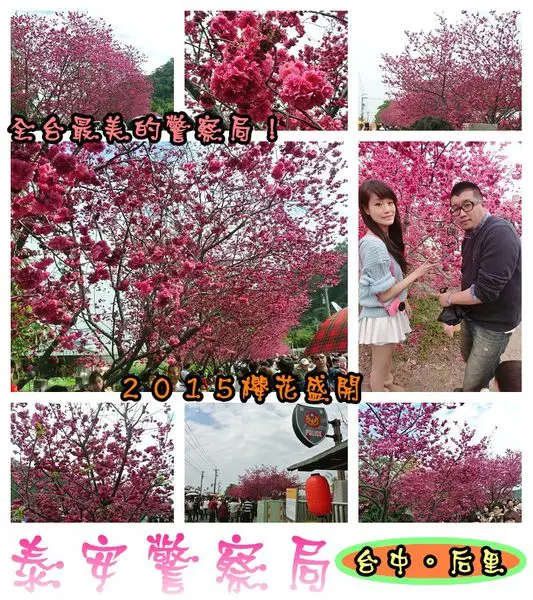 【遊記】oO。台中 后里 泰安警察局　２０１５年櫻花　全台最美的警察局～大家來朝聖過了嗎？！。o○。        
      