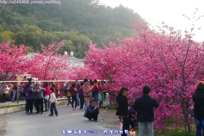 【台中】天阿!!這是在日本嗎?櫻花爆炸開耶!堪稱最美麗的警察局ღ泰安警察局