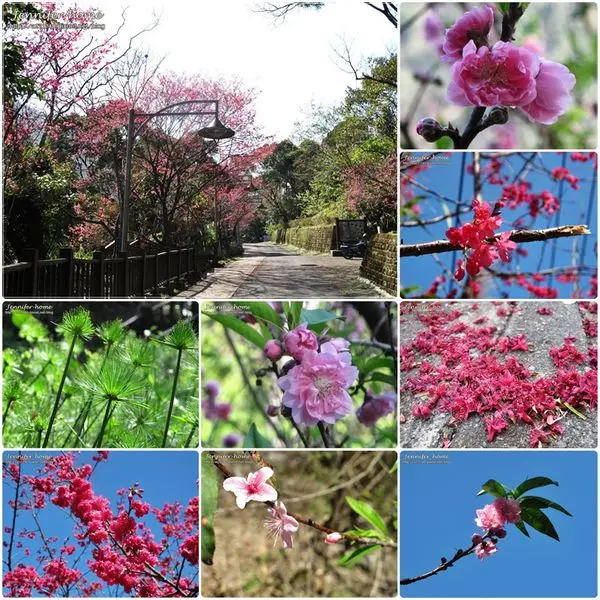 [旅遊烏來] 烏來瀑布公園的櫻花可以近距離的賞花拍照不用和別人共享擁擠的櫻花背景