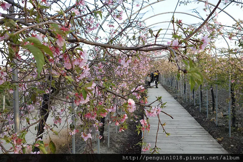 【彰化芬園】漫步夕陽下浪漫櫻花隧道！！芬園花卉休憩園區，賞櫻不用特別到山上。(彰化一日遊/芬園櫻花/芬園景點)