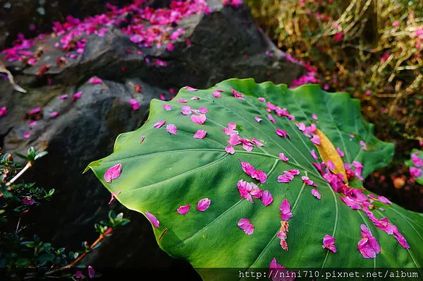 埔里手創美食賞櫻SPA之旅~2014花賞茶事暨大秘境櫻花林