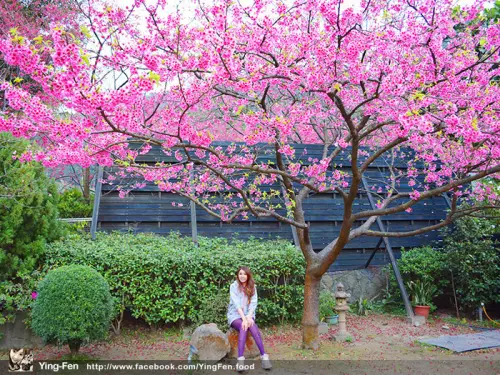 ❤台北-陽明山中國麗緻大飯店(賞櫻花)
