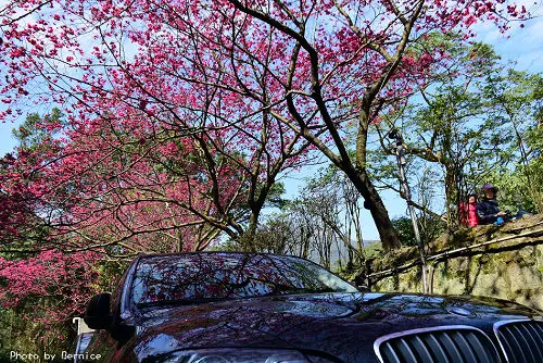 中國麗緻好櫻情~名車賞櫻這裡最多