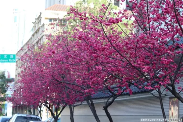 台中賞櫻in大墩12街＆惠文路~103.02.20        
      